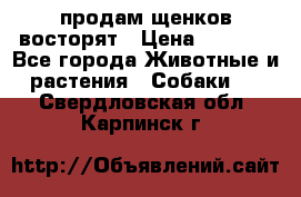 продам щенков восторят › Цена ­ 7 000 - Все города Животные и растения » Собаки   . Свердловская обл.,Карпинск г.